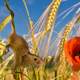 Illustration for article titled The harvest mouse is natures most adorable acrobat